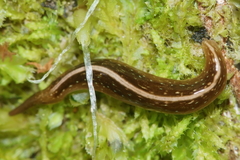 Australopacifica mariae