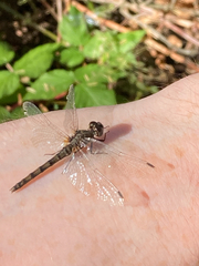 Sympetrum danae