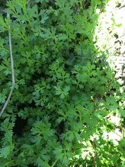 Apium prostratum prostratum