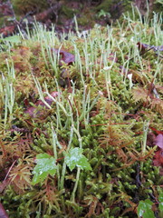 Cladonia maxima