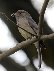 Melaenornis chocolatinus