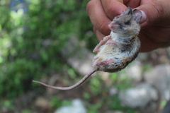 Peromyscus yucatanicus