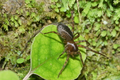 Desidae