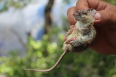 Peromyscus yucatanicus