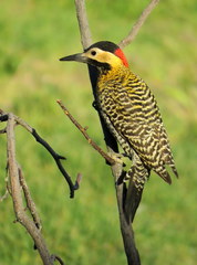 Colaptes melanochloros