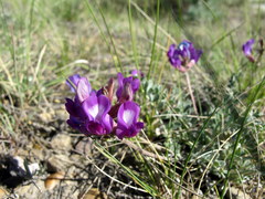 Astragalus missouriensis