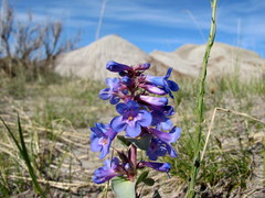 Penstemon nitidus