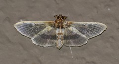 Apilocrocis brumalis