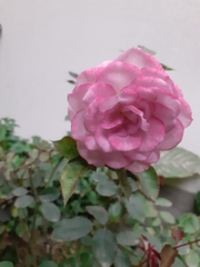 Rosa chinensis