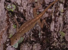 Anolis sagrei
