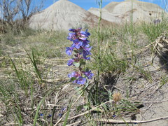 Penstemon nitidus