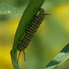 Danaus plexippus