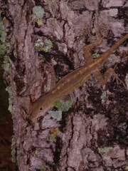 Anolis sagrei