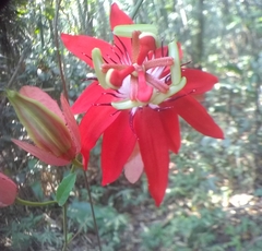 Passiflora miniata