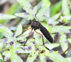 Diogmites platypterus