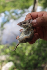 Peromyscus yucatanicus