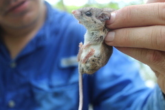 Peromyscus yucatanicus