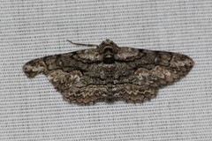 Iridopsis obliquaria