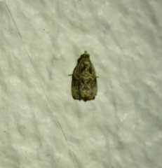 Olethreutes tilianum