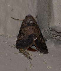 Melipotis agrotoides