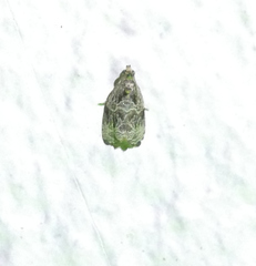 Olethreutes tilianum
