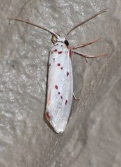 Enaemia nalli