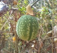 Passiflora miniata