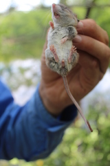 Peromyscus yucatanicus
