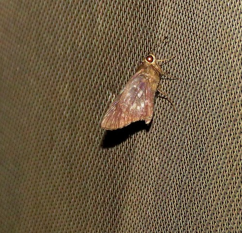 Orius Skipper