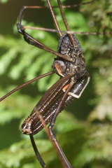 Forsteropsalis inconstans