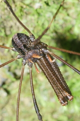 Forsteropsalis inconstans