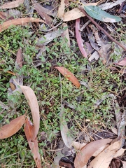 Chenopodium nutans nutans