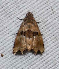 Cobubatha metaspilaris