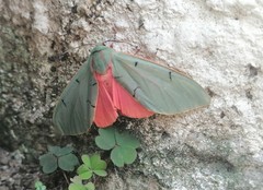 Chlorhoda metamelaena