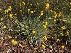 Conostylis candicans