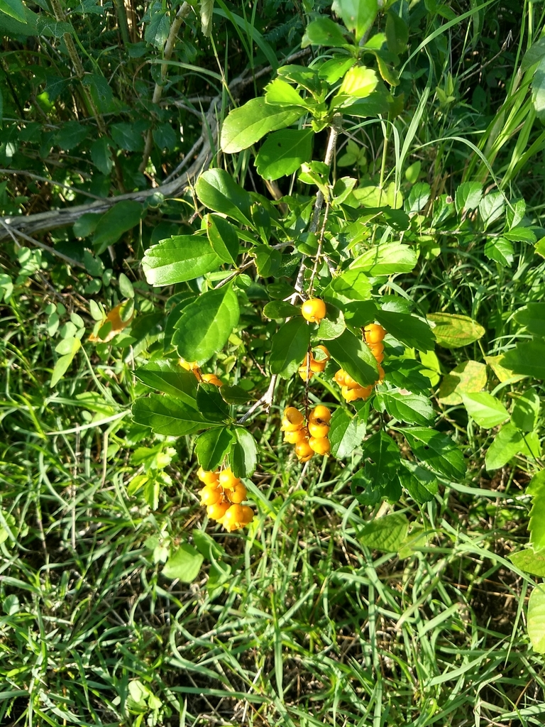 Duranta erecta, Sudzal, MX-YU, MX