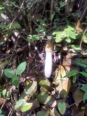 Phallus granulosodenticulatus