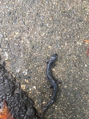 Plethodon glutinosus