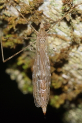 Austrolimnophila crassipes