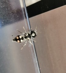 Pseudomethoca hilaris