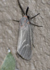 Pygarctia pterygostigma