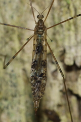 Austrolimnophila argus