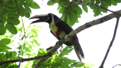 Pteroglossus aracari