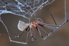 Hickmania troglodytes