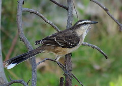 Mimus saturninus