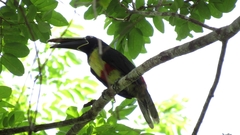 Pteroglossus aracari