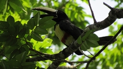 Pteroglossus aracari