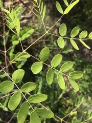 Erythrostemon mexicanus