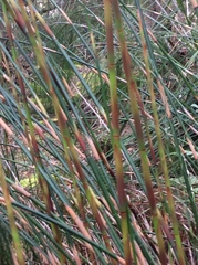 Baloskion tetraphyllum tetraphyllum