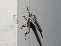 Neoitamus flavofemoratus